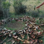 Remains of aloe harvesting on commonage