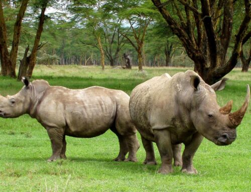 OPPORTUNITY at the CST: PhD bursary – Biodiversity Intactness of sub-Saharan Africa